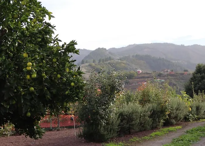 Don Amado, San Mateo Las Palmas